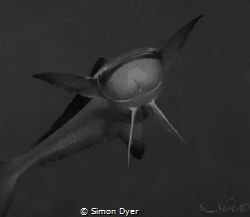 This remora shot was taken with a d300 w/t 105mm vr macro... by Simon Dyer 